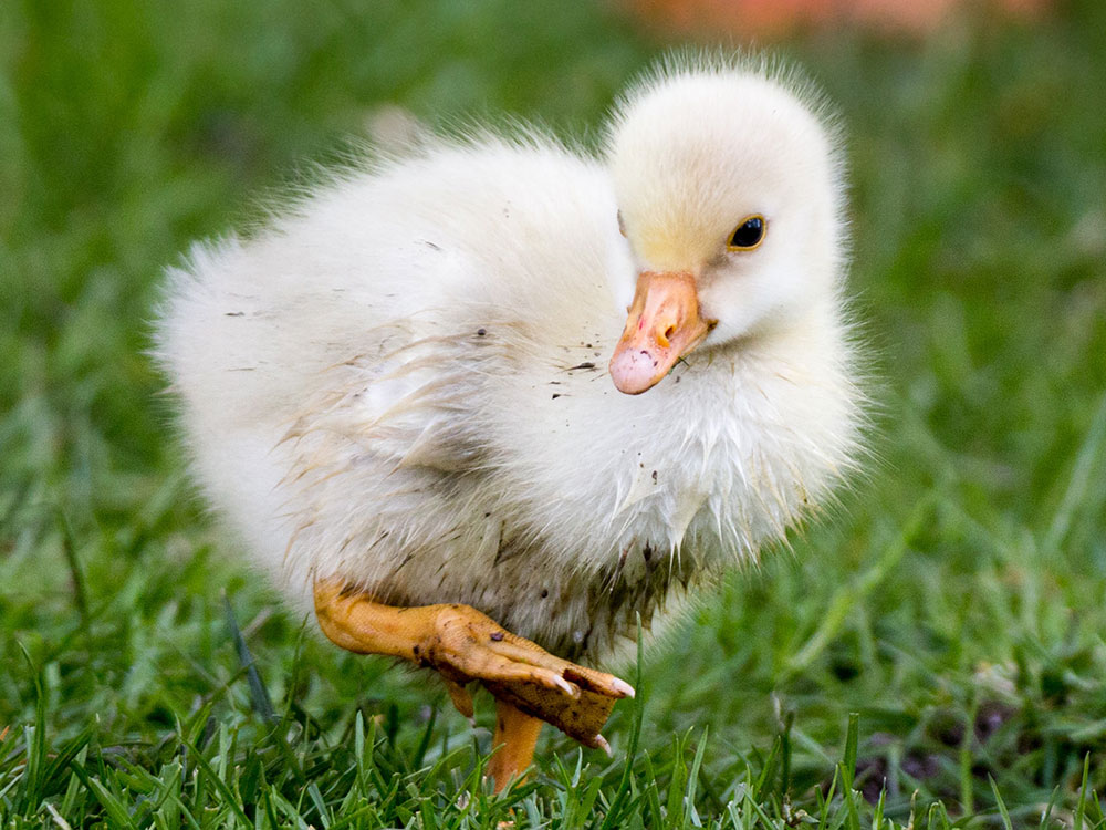 Firefighters help RSPCA rescue duckling in York