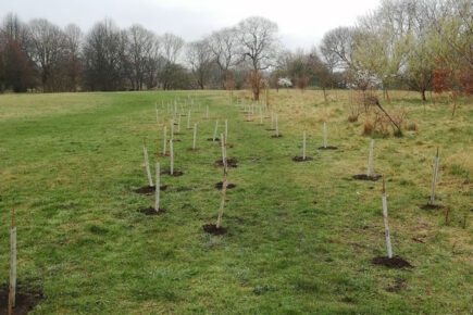 Shock as 50 trees stolen from York riverside