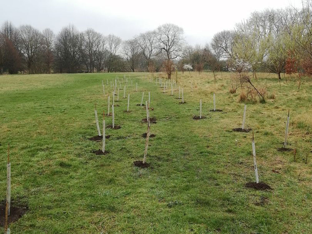 Shock as 50 trees stolen from York riverside