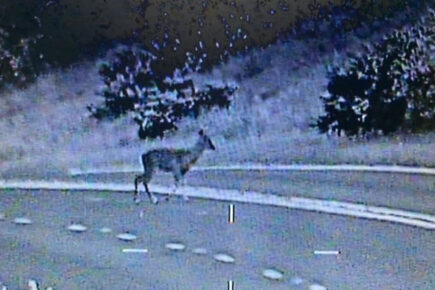 Ten deer killed in road collisions in York and North Yorkshire