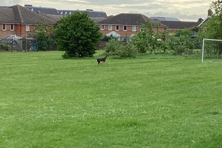 Rescue work underway to save deer trapped in York school playground