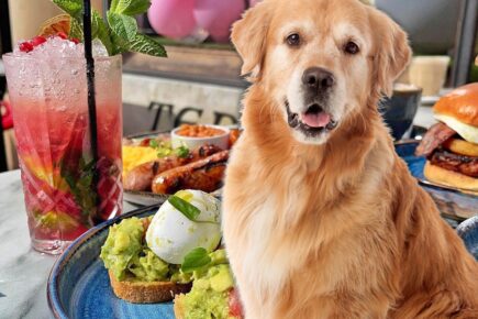York bar to host doggie brunch – complete with Pawsecco!