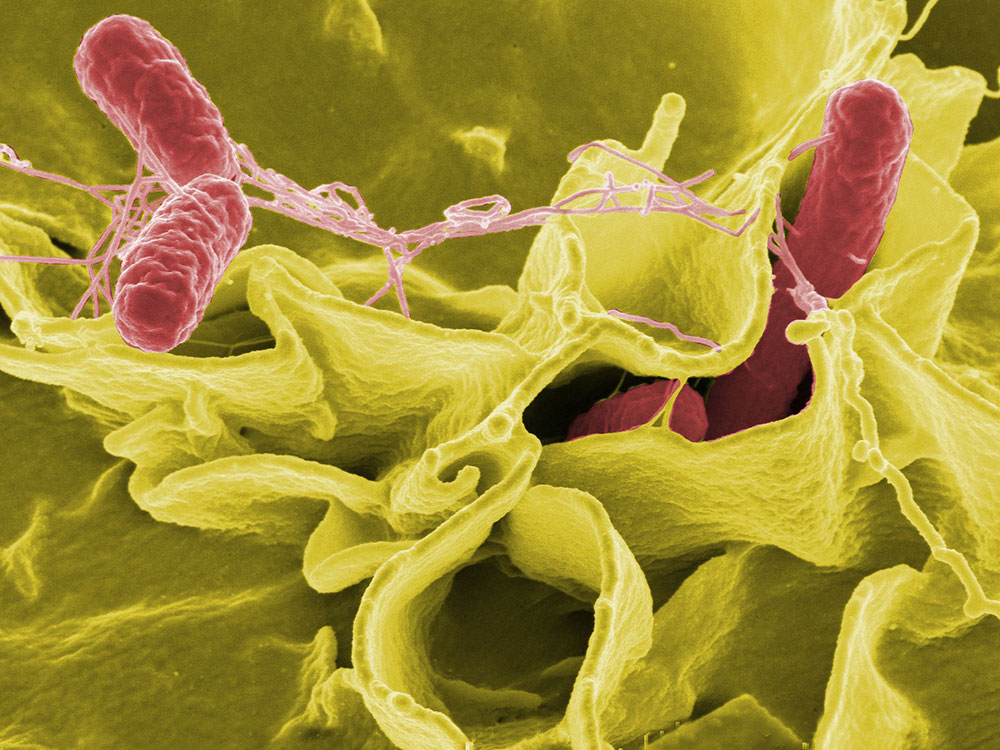 York retailers urged to take action on products linked to salmonella