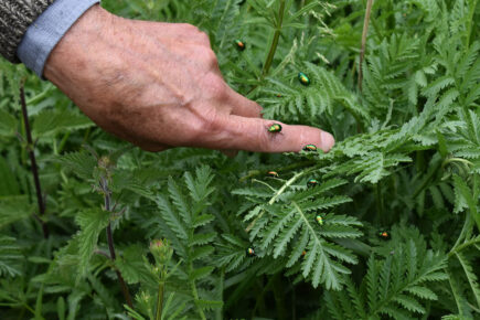 Safe in the ark! York’s rare beetles get a new home