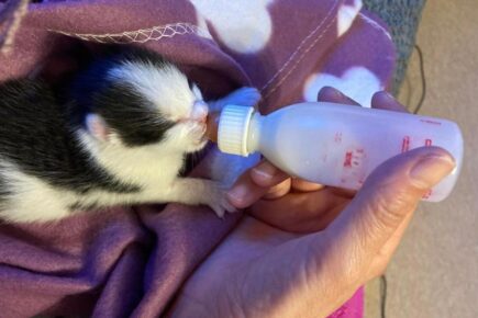 Happy birthday to the ‘Mad Catters’ who have helped so many felines in distress