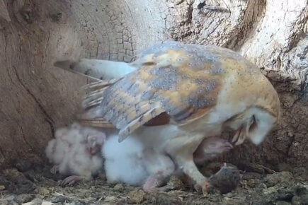 Watch: People go wild for live stream of baby owls – as North Yorkshire YouTuber hits 123m views
