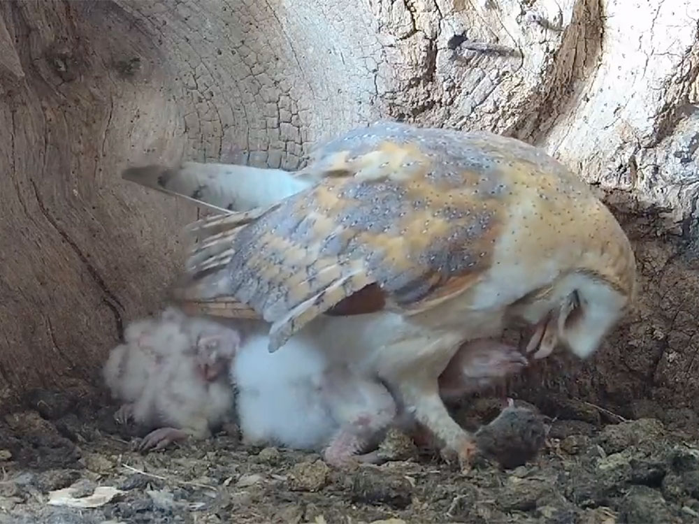 Watch: People go wild for live stream of baby owls – as North Yorkshire YouTuber hits 123m views
