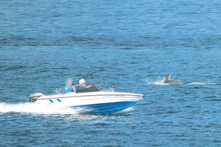 Fined: Speedboat driver who ‘corralled’ Scarborough dolphins causing them to panic