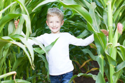 Yorkshire maze returns for a summer of fun – with over two miles of paths and unlimited funfair rides