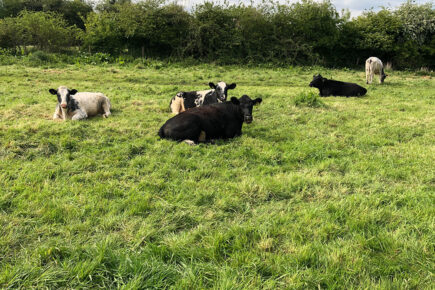 Cows invade York streets up to four times a day after ‘dramatic increase in escapes’