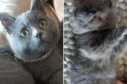 Shock as kitten viciously attacked and left dying on a York doorstep
