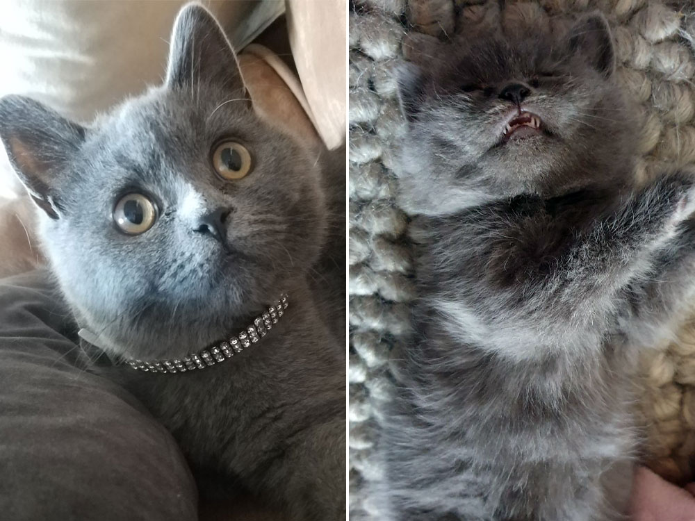 Shock as kitten viciously attacked and left dying on a York doorstep