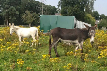 Rescued: Lice-infested donkeys found in ‘shocking conditions’ in a York field