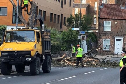 Video: Main road closed so a dead tree could be cut down