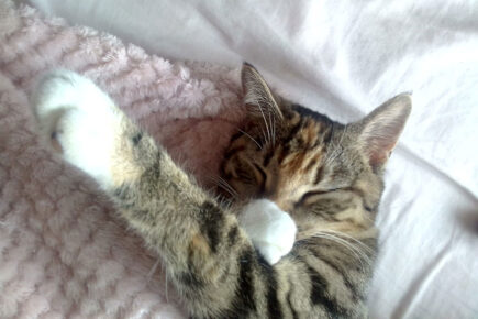 Warning to pet owners after ‘horrendous’ spate of suspicious cat deaths in village near York