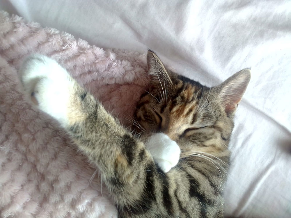 Warning to pet owners after ‘horrendous’ spate of suspicious cat deaths in village near York