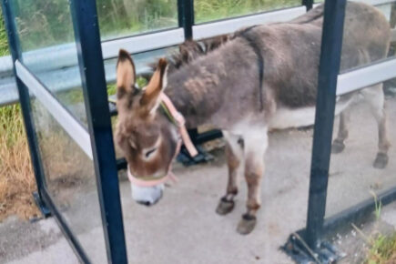 Murphy the donkey is safely back home, after going for a walk – on the A64!