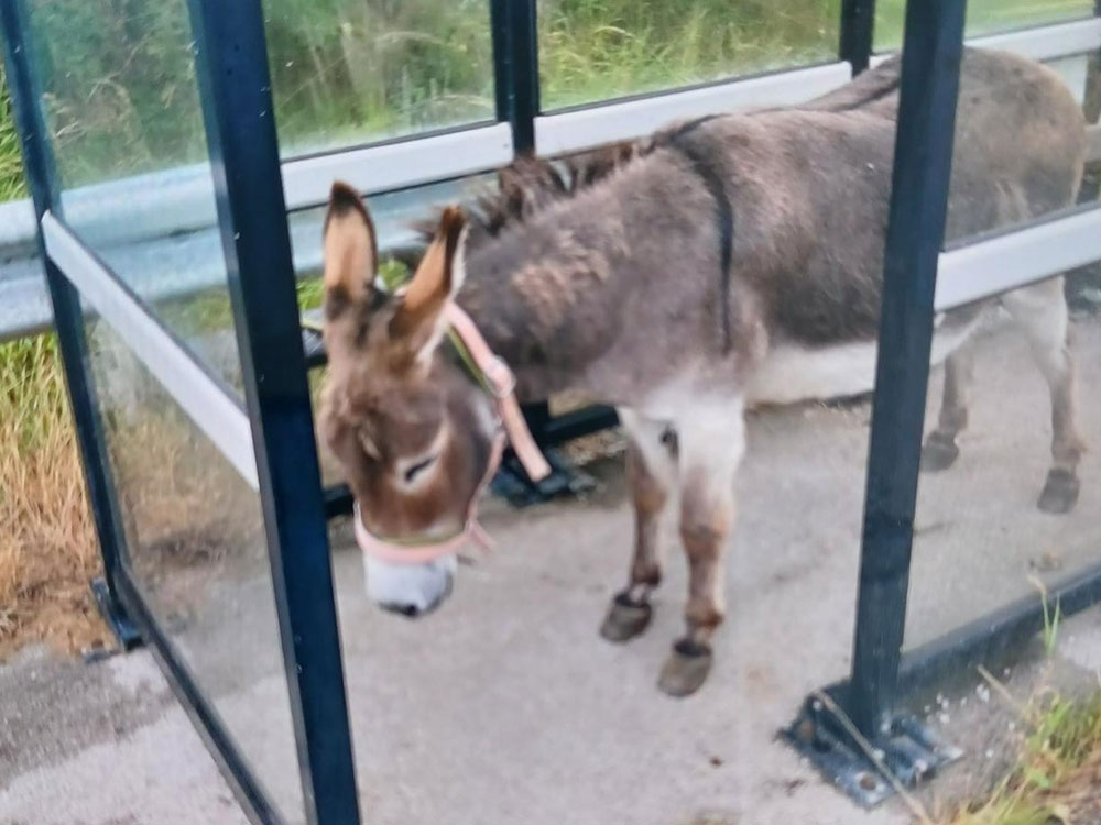 Murphy the donkey is safely back home, after going for a walk – on the A64!