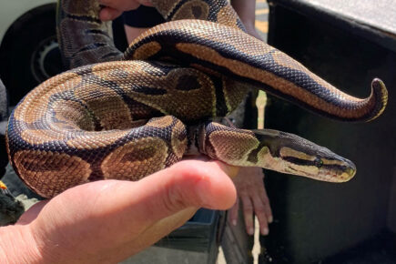 Pythons dumped in a Scarborough litter bin – as police say ‘It’s very concerning’