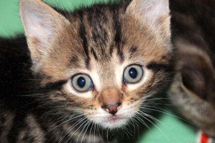 Firefighters rescue cat stuck behind a toilet in York
