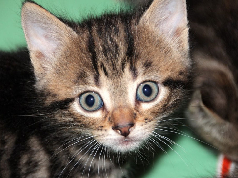 Firefighters rescue cat stuck behind a toilet in York