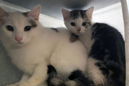 Huge increase in number of abandoned pets in North Yorkshire