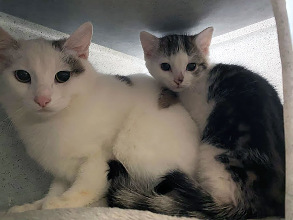 Huge increase in number of abandoned pets in North Yorkshire