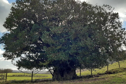 We’re rooting for you! North Yorkshire has a finalist in the Tree Of The Year competition