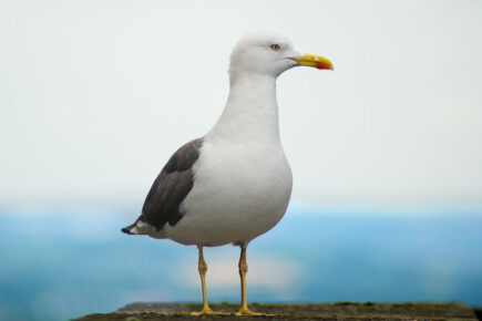 Man arrested after seagull ‘kicked to death’ in Scarborough