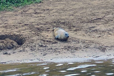 ‘We’ve not seen this in 20 years!’ Seal spotted by the river in York