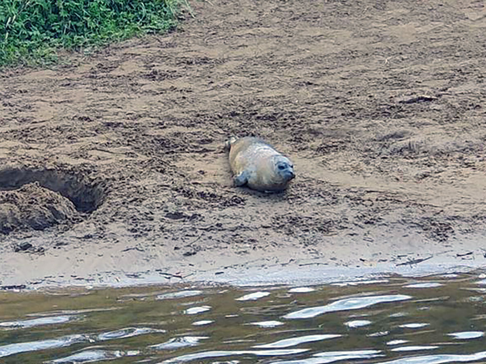 ‘We’ve not seen this in 20 years!’ Seal spotted by the river in York