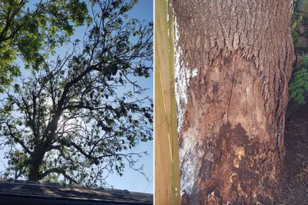 Large tree to be felled in York – Motorists asked for patience