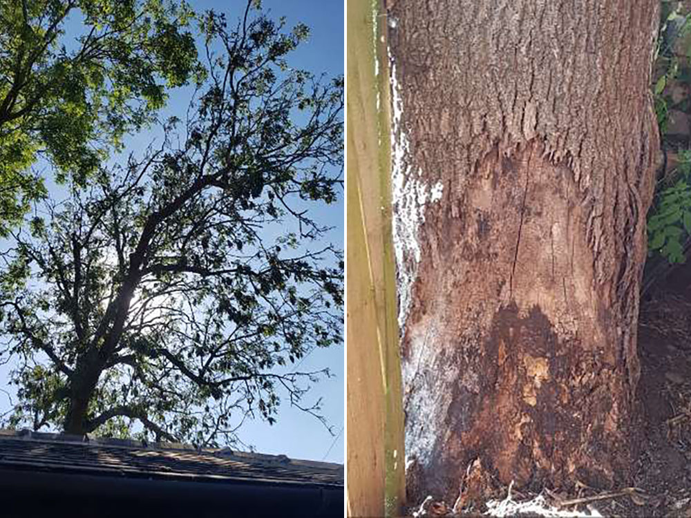 Large tree to be felled in York – Motorists asked for patience