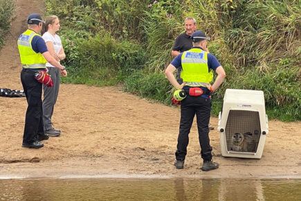 Pictures: York Rescue Boat help remove Daggi the seal from riverside