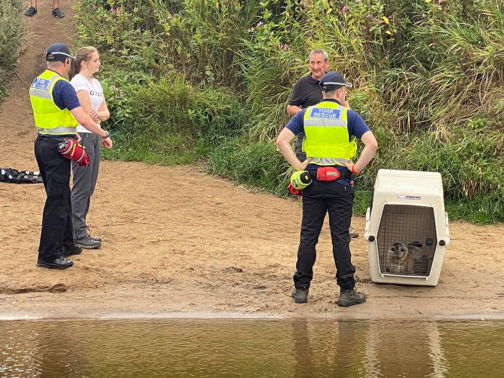 Pictures: York Rescue Boat help remove Daggi the seal from riverside
