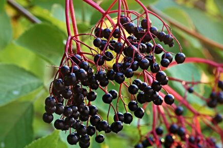 Woman who fell violently ill after eating berries warns others of the dangers
