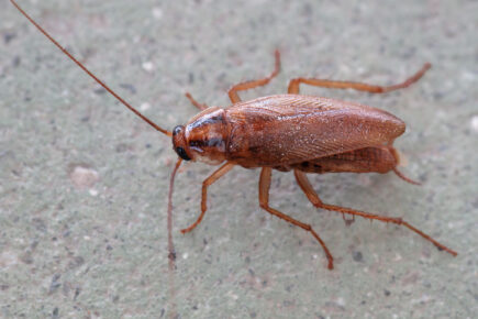 Takeaway fined after diner found cockroach in a meal