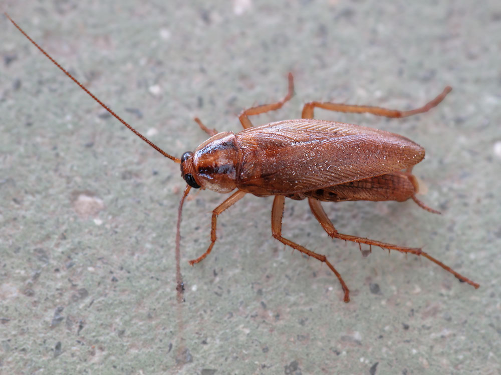 Takeaway fined after diner found cockroach in a meal