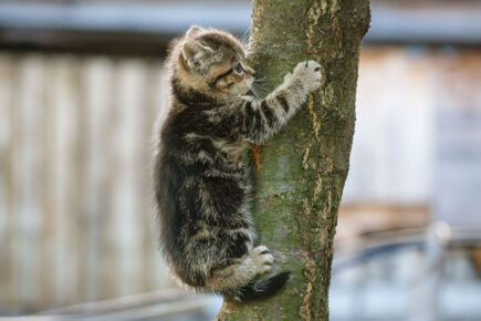 Firefighters rescue kitten stuck up a tree in York