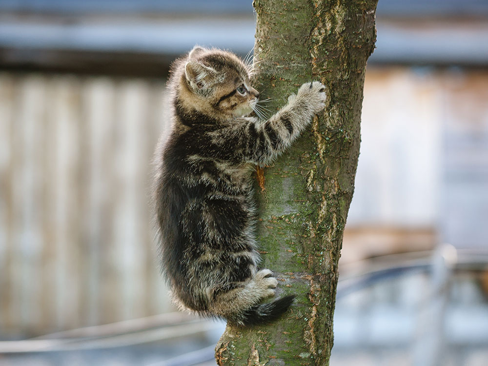 Firefighters rescue kitten stuck up a tree in York