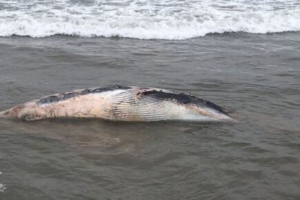 Dead whale washes up on North Yorkshire beach