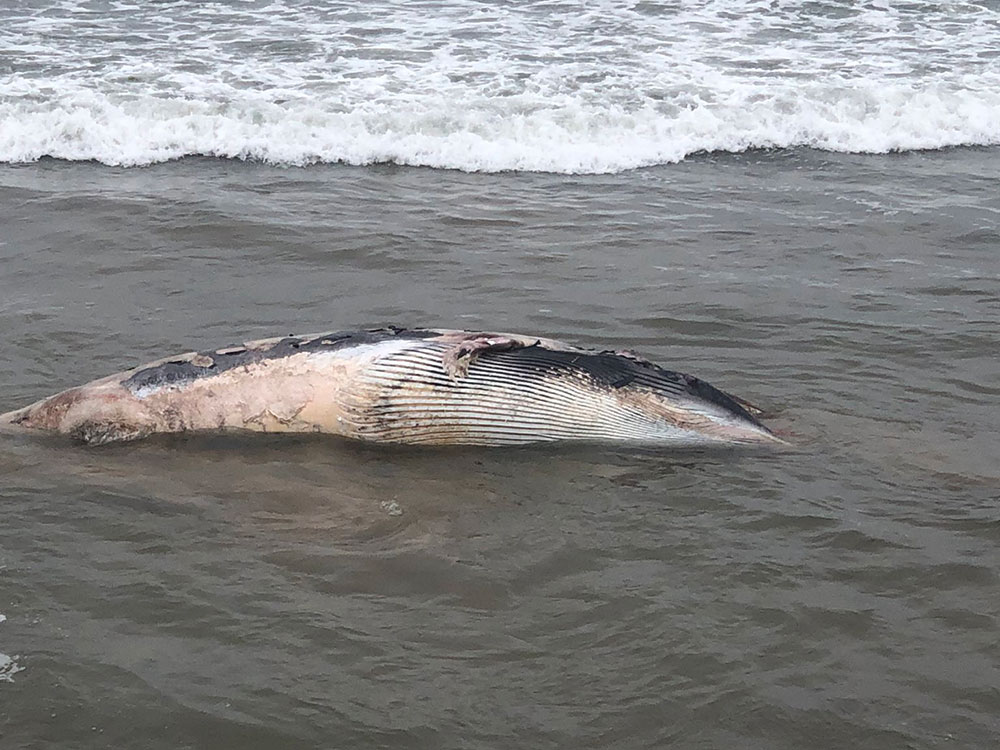 Dead whale washes up on North Yorkshire beach