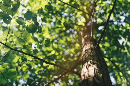Sites found across York to plant nearly 4,000 trees
