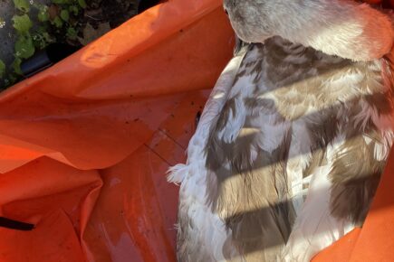 York Rescue Boat and the RSPCA save a swan in trouble on the Foss