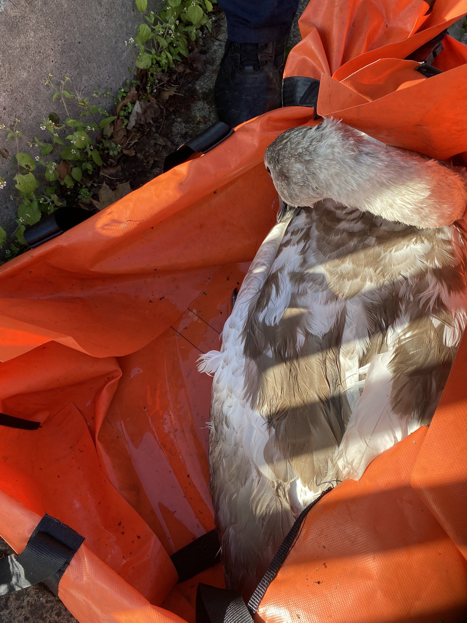 York Rescue Boat and the RSPCA save a swan in trouble on the Foss