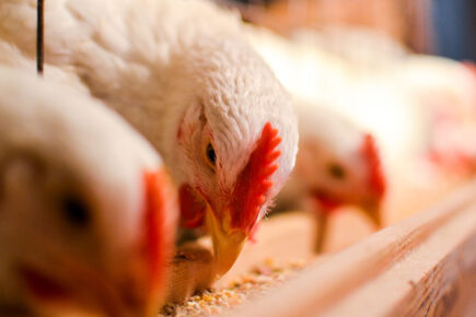Concerns over impact of ‘industrial scale’ chicken production facility on North Yorkshire villages