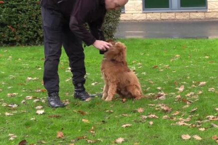 Video: Meet new police trainee Benji