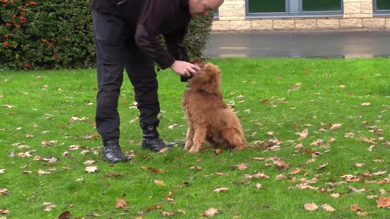 Video: Meet new police trainee Benji