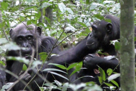 Watch: York researchers discover remarkable fact about chimpanzees