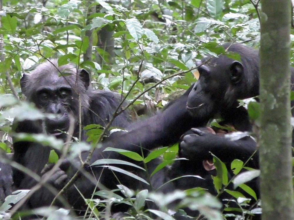 Watch: York researchers discover remarkable fact about chimpanzees